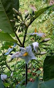 Image result for Solanum torvum