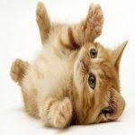 ruyada kedi gormek nedir modern ruya tabirleri kedi sevimli hayvan yavrulari hayvan yavrusu