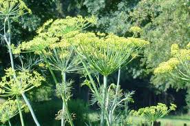 Maybe you would like to learn more about one of these? Dill Growing And Harvest Information Veggieharvest Com