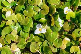 Image result for Hydrocharitaceae