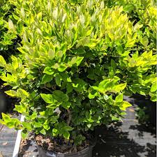 Image result for Ligustrum