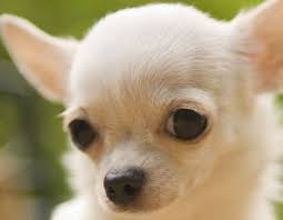 Pin De Irene En Cute Perros Chihuahua Nombres Para Perros Chihuahua Mascotas