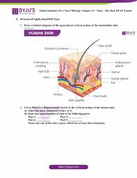 Human skin, in human anatomy, the covering, or integument, of the body's surface that both provides protection and receives sensory stimuli from the external environment. Selina Solutions Class 9 Concise Biology Chapter 13 Skin The Jack Of All Trades Download Free Pdf