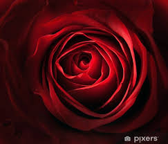 Image result for Rosa