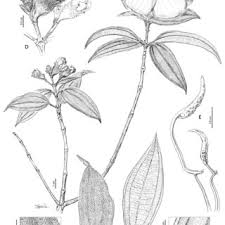 Image result for Warneckea cordiformis