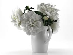 White Peonies 3d Model By Design Connected White Peonies Peonies Design
