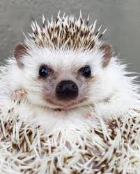 Pin Von Queenb Auf Hedgehogs Weissbauchigel Afrikanischer Weissbauchigel Igel