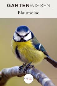 Blaumeise Parus Caeruleus Gartenzauber In 2020 Blaumeise Meise Coole Tiere