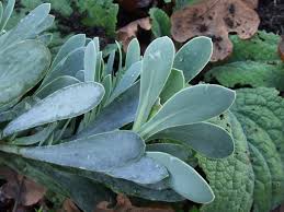 Image result for Hertia