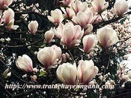 Hoa Mộc Lan Hoa Hoa Moc Magnolias