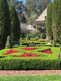 It's still quite refined, but just a bit fluffier. Teachingtuesday Boxwoods