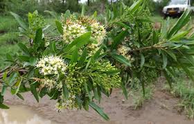 Image result for Nuxia oppositifolia