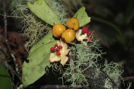 Image result for Pentaphylacaceae