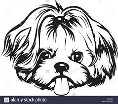 Download This Stock Vector Shih Tzu Dog Breed Pet Puppy Isolated Head Face Pe308m From Alamy S Library Of Millions O Shih Tzu Puppy Shih Tzu Dog Dog Tattoos