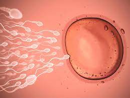 In humans fertilisation takes place when male and female gametes are fused together to form the zygote. Where Does Fertilization Occur 10 Facts That May Surprise You