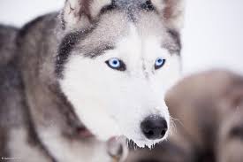 If there has been fresh snow the night before, thus slowing the trail, you may travel just the twenty miles it takes to get to your nights destination. The Misconceptions Of Dogsledding