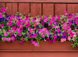 It uses one large geranium in the middle, and then flanks it on either side with spiky flowers. 12 Plants That Are Perfect For Window Boxes Bob Vila