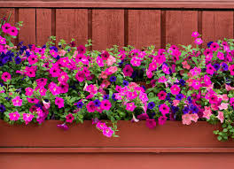 Check spelling or type a new query. 12 Plants That Are Perfect For Window Boxes Bob Vila