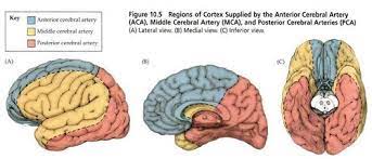 The frontal branches, orbital branches, and the parietal branches (11). Cerebral Blood Supply And Strokes Flashcards Quizlet