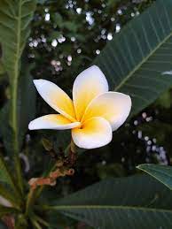 Plumeria Alba Plumeria Flowers Trees To Plant