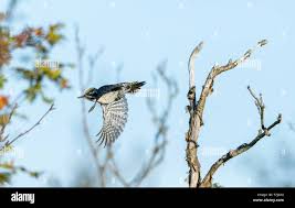 Image result for Tridactyle