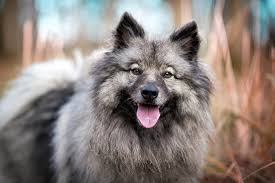 See the best short haircuts like bobs, curly, wavy, straight, pixie and very short hairstyles for women for all don't be a slave to lengthy locks, join the growing ranks of women wearing short haircuts. Keeshond Dog Breed Information