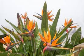 Image result for Strelitzia caudata