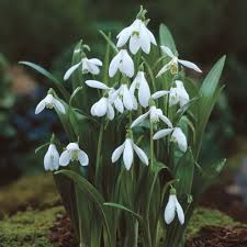 Maybe you would like to learn more about one of these? Galanthus Ikariae Woronowii Snowdrops Bulbs Boston Bulbs