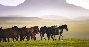 Image result for STEPPE HORSES