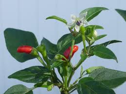 Image result for Capsicum annuum
