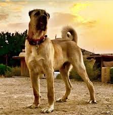 Anatolian Shepherd Dogs Razas De Perros Perros Animales