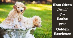 How Often Should I Bathe My Golden Retriever And Why
