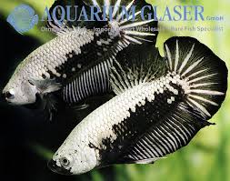 Betta Splendens Black Samurai Aquarium Glaser Gmbh Seltene Fische Kampffisch Betta