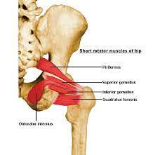 Fyziatria Balneologia A Liecebna Rehabilitacia Musculus Triceps Coxae M Obturatorius Internus M Gemellus Superior Et Inferior Facebook