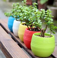 Let your green thumb shine with flower pots on the porch. Kinglake 8 Pcs 4 Plastic Plant Flower Seedlings Nursery Pot Pots Planter Flower Ebay Plastic Flower Pots Flower Pots Indoor Flower Pots