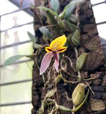 Image result for Bulbophyllum ballii
