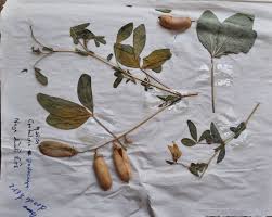 Image result for Crotalaria podocarpa