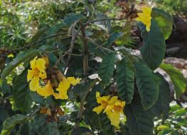 Image result for Markhamia lutea