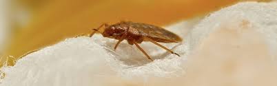 The epa has categorized bed bug killer by ecoraider as a minimum risk pest control product. Ecoraider Bed Bug Spray Updated For 2021