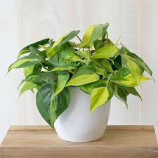 Philodendron plants make excellent houseplants! Buy Philodendron Brasil Plants Online Garden Goods Direct