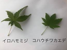 紅葉がきれいな樹木 熊本のエクステリア 外構工事 ガーデニング 造園 庭 Granks