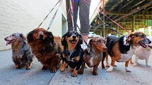 Maybe you would like to learn more about one of these? Community Partners In Santa Fe Nm Vca Arrighetti Animal Hospital