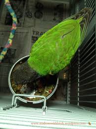He will go nuts for a milk shake, whipped topping, milk, ice cream, cottage cheese….i know in the wild he would never eat things like this. What Is A Healthy Diet For My Bird Three Birds And A Cloud