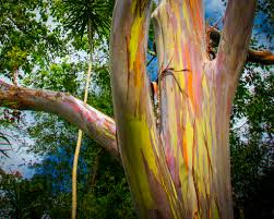 Young trees have a conical crown with a leader and almost horizontal branches. The Philippines Most Bizarre Tree The Rainbow Eucalyptus