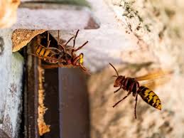 Wie sie insekten von einer kuchentafel fernhalten und sich selbst schützen, lesen sie hier. Wespen Und Bienen Vorurteile Im Check