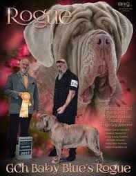 Baylee is a 1.5 year old napoleon mastiff x great dane went missing sunday dec 11th from. Baby Blue Kennels Producing Neapolitan Mastiff Puppies With Lots Of Wrinkle Bone And Mass Baby Blue Kennels