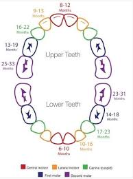 44 Meticulous Baby Teeth Chart Australia