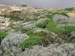Image result for Helichrysum maestum