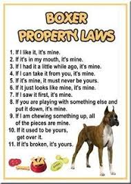 Funny Boxer Dog Sayings Boxerlaws Jpg Boxer Dog Quotes Boxer Dogs Funny Boxer Dogs