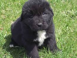 Do newfoundland dogs come from newfoundland? Find Newfoundland Puppies For Sale Off 60 Www Usushimd Com